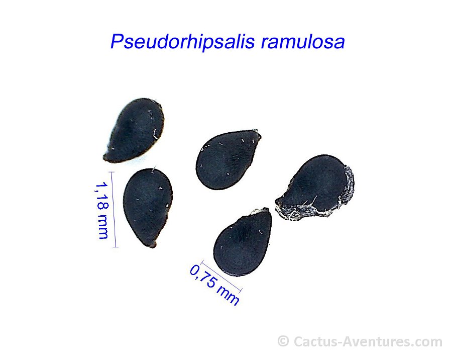 Pseudorhipsalis ramulosa FC.jpg1